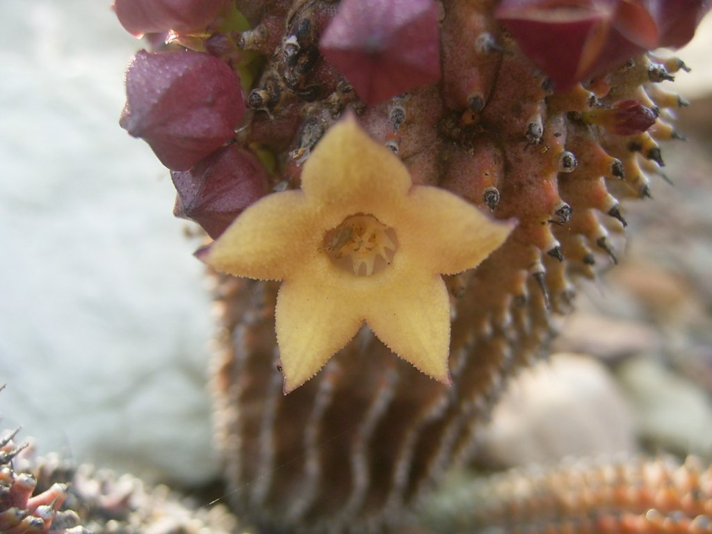 south african veld flowers 20  photography
