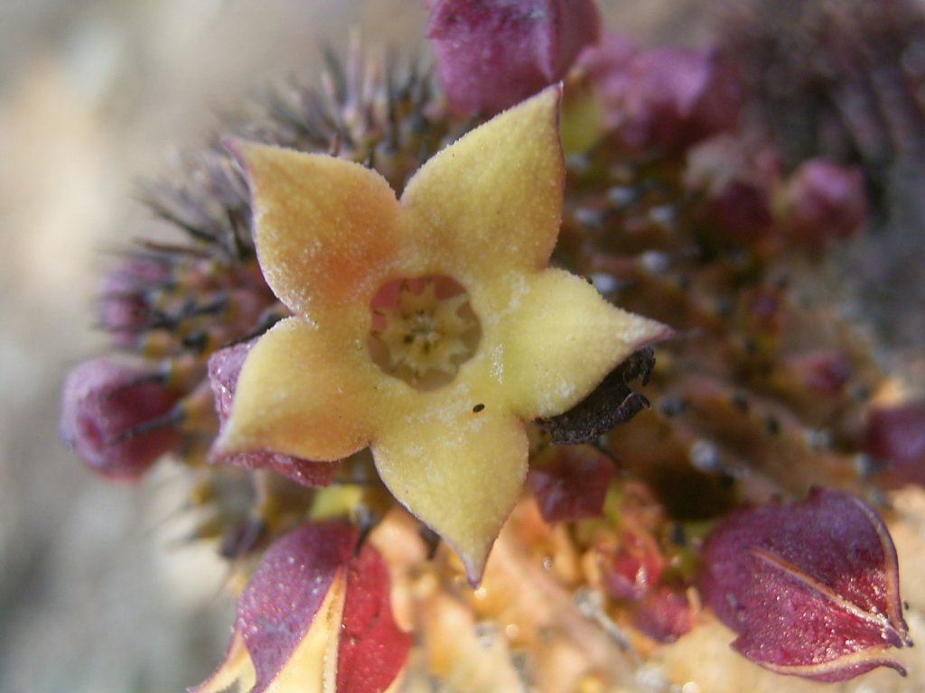 south african veld flowers 21  photography