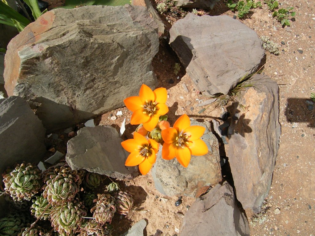south african veld flowers 24  photography