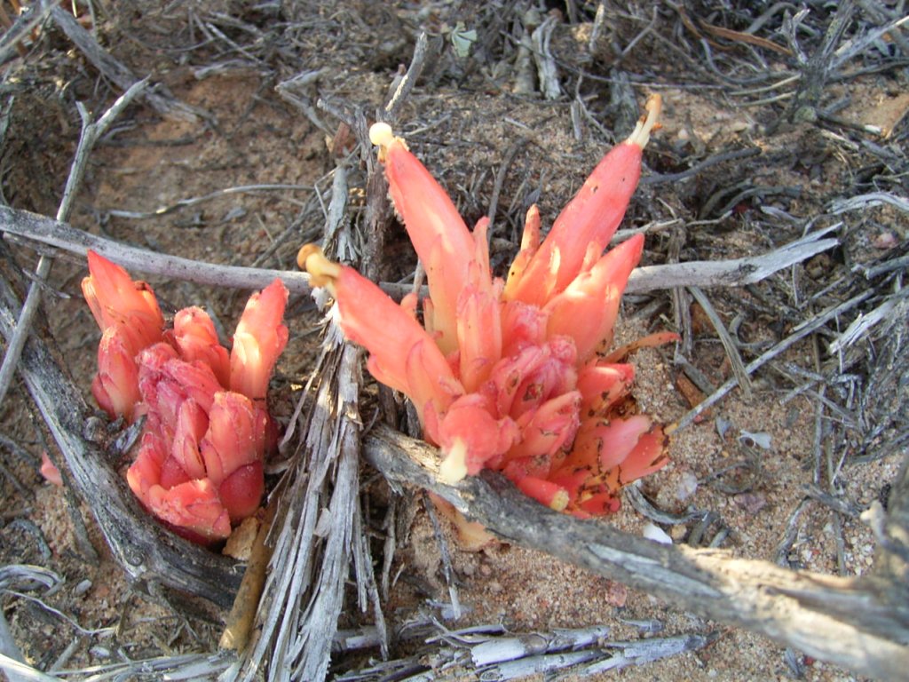south african veld flowers 27  photography