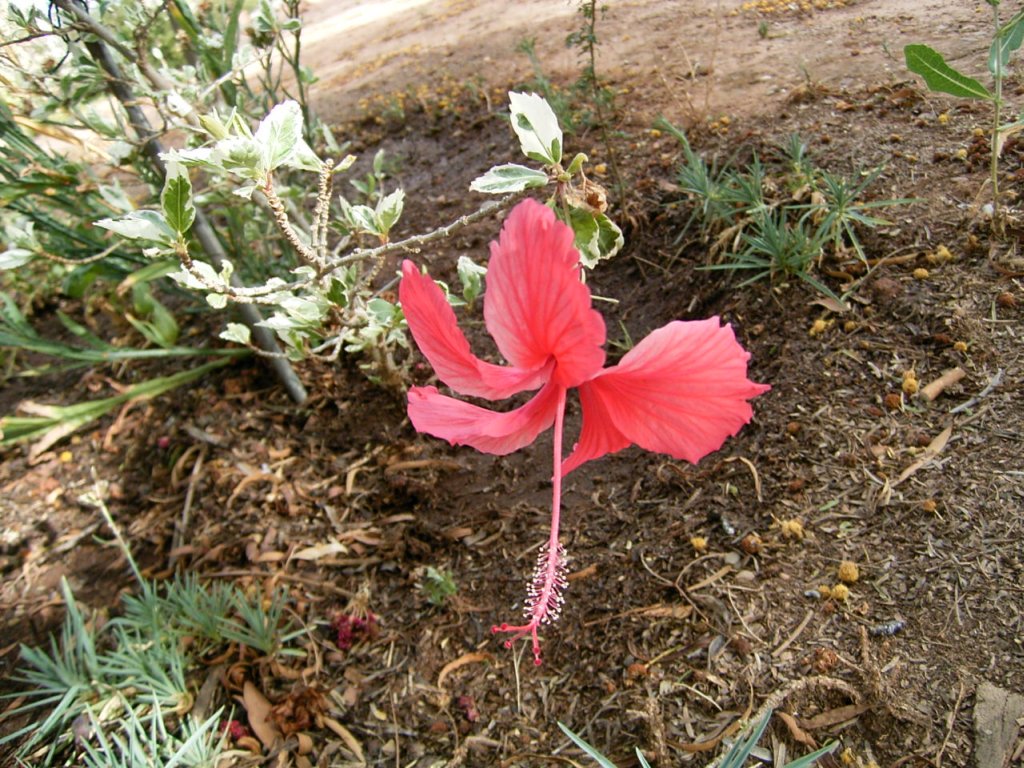 south african veld flowers 28  photography
