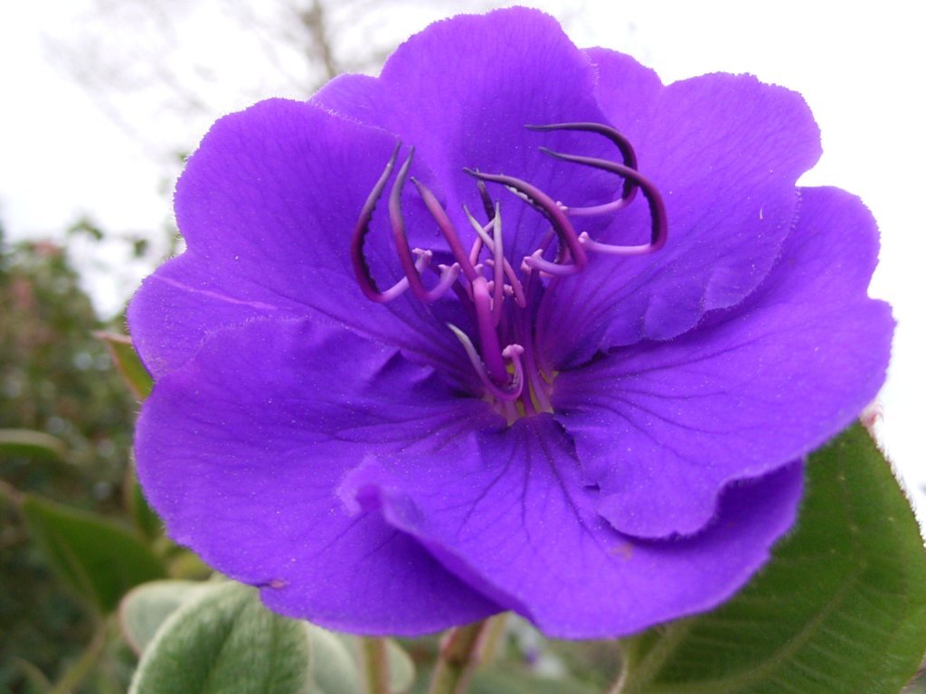 south african veld flowers 29  photography