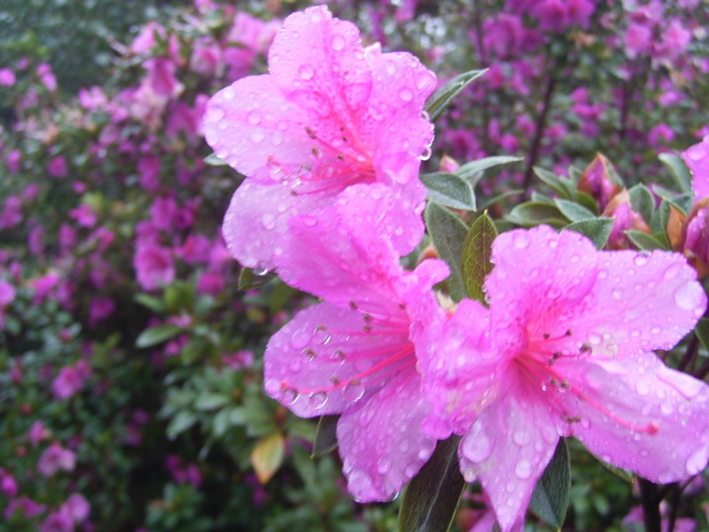 south african veld flowers 30  photography