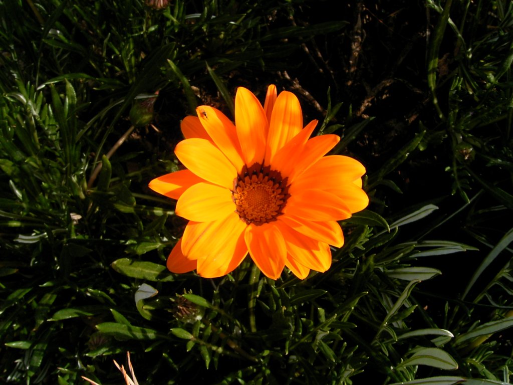 south african veld flowers 31  photography