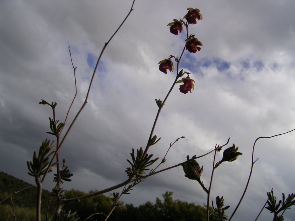 south african veld flowers 32  photography