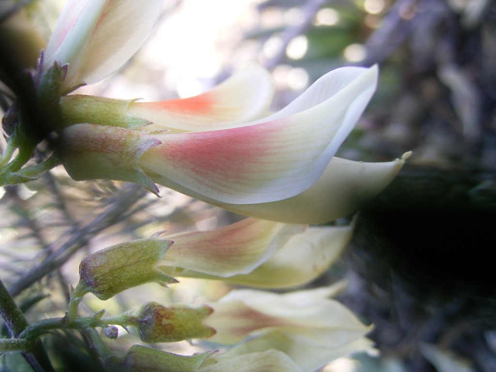 south african veld flowers 36  photography