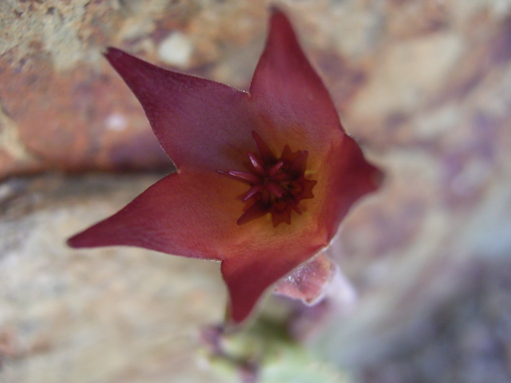 south african veld flowers 37  photography