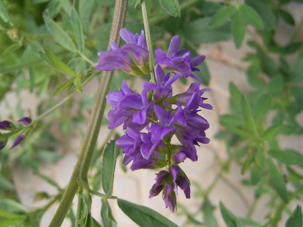 south african veld flowers 4  photography