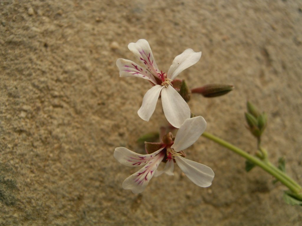 south african veld flowers 44  photography