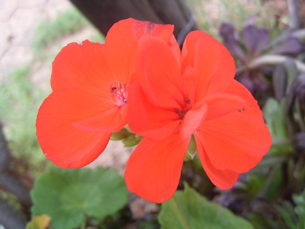 south african veld flowers 5  photography