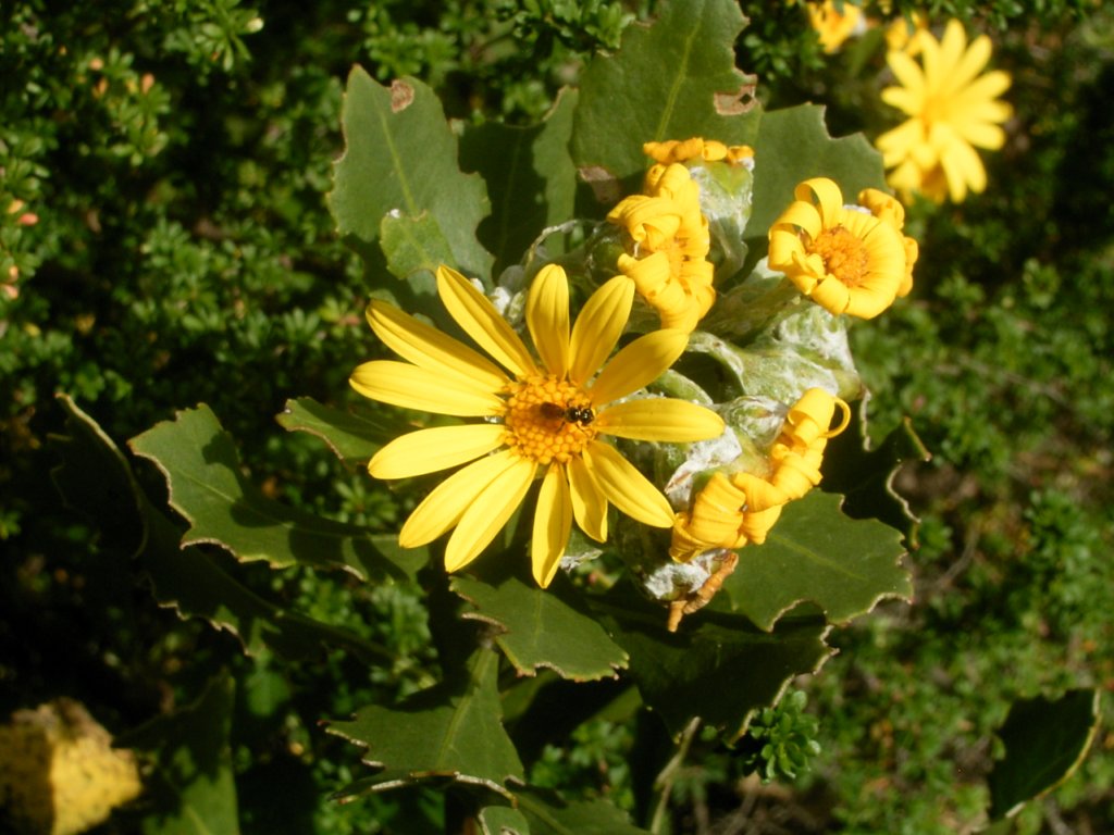 south african veld flowers 68  photography