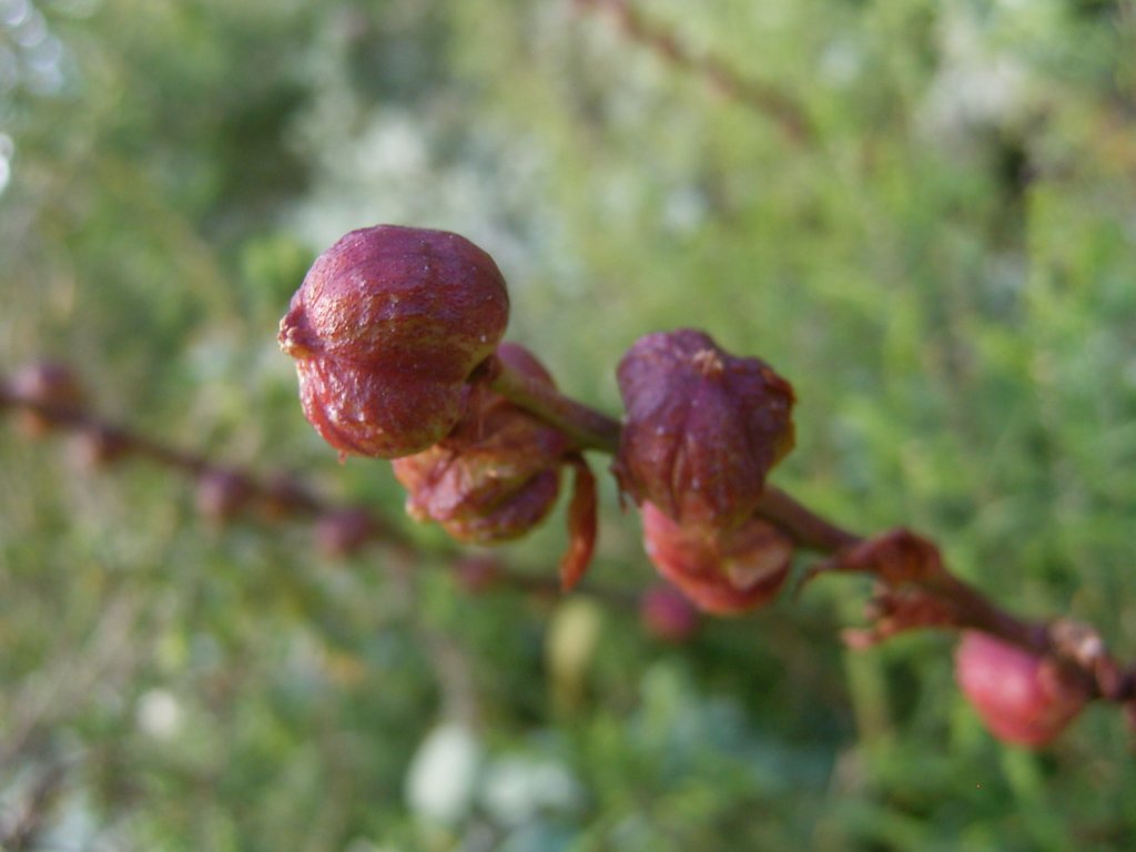 south african veld flowers 69  photography