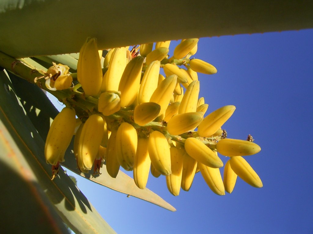 south african veld flowers 8  photography