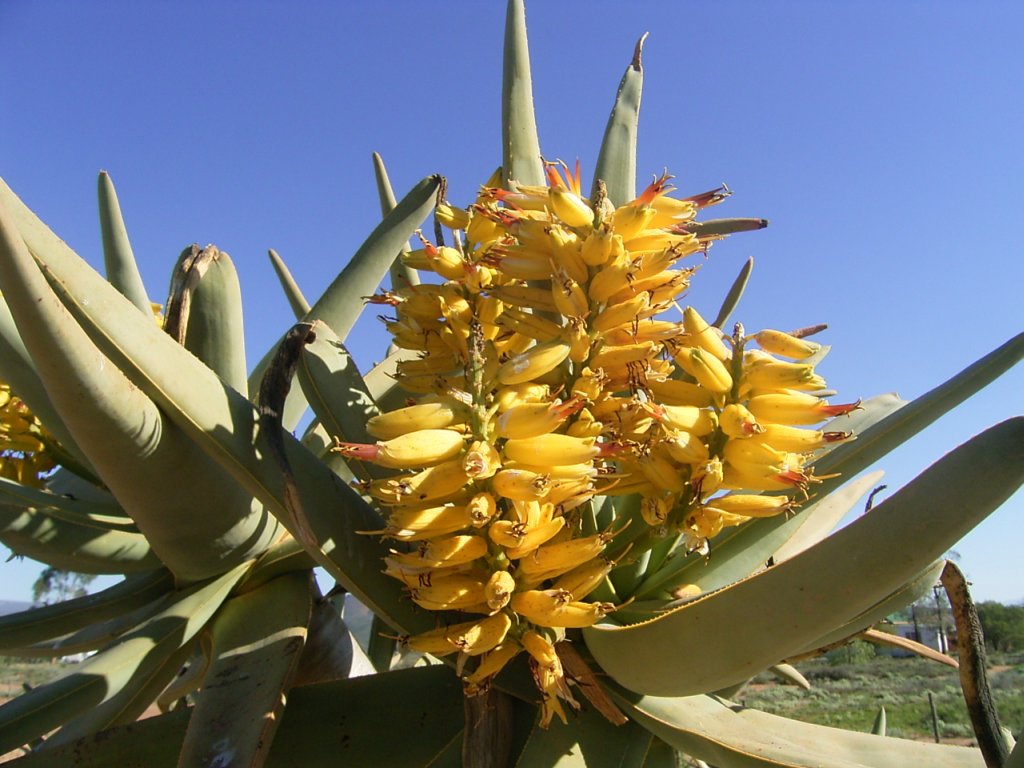 south african veld flowers 9  photography