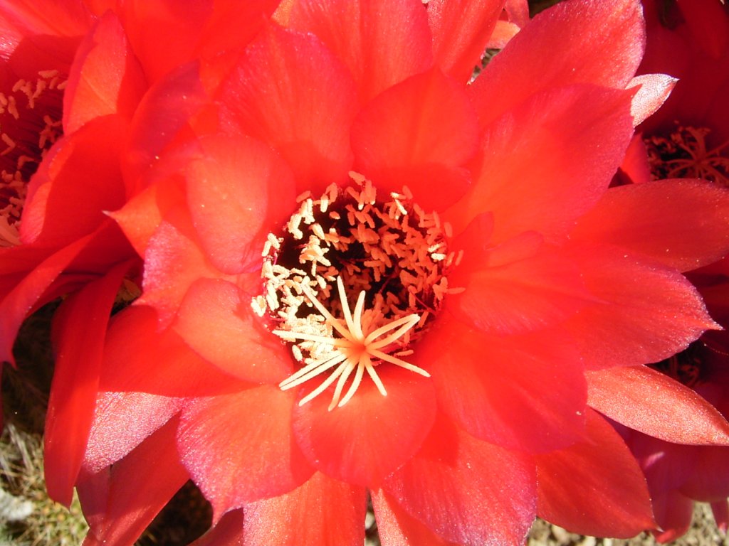 south african veld flowers  photography