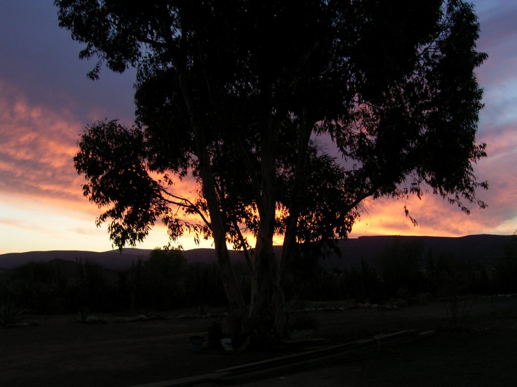 sunset clouds tree 20  photography