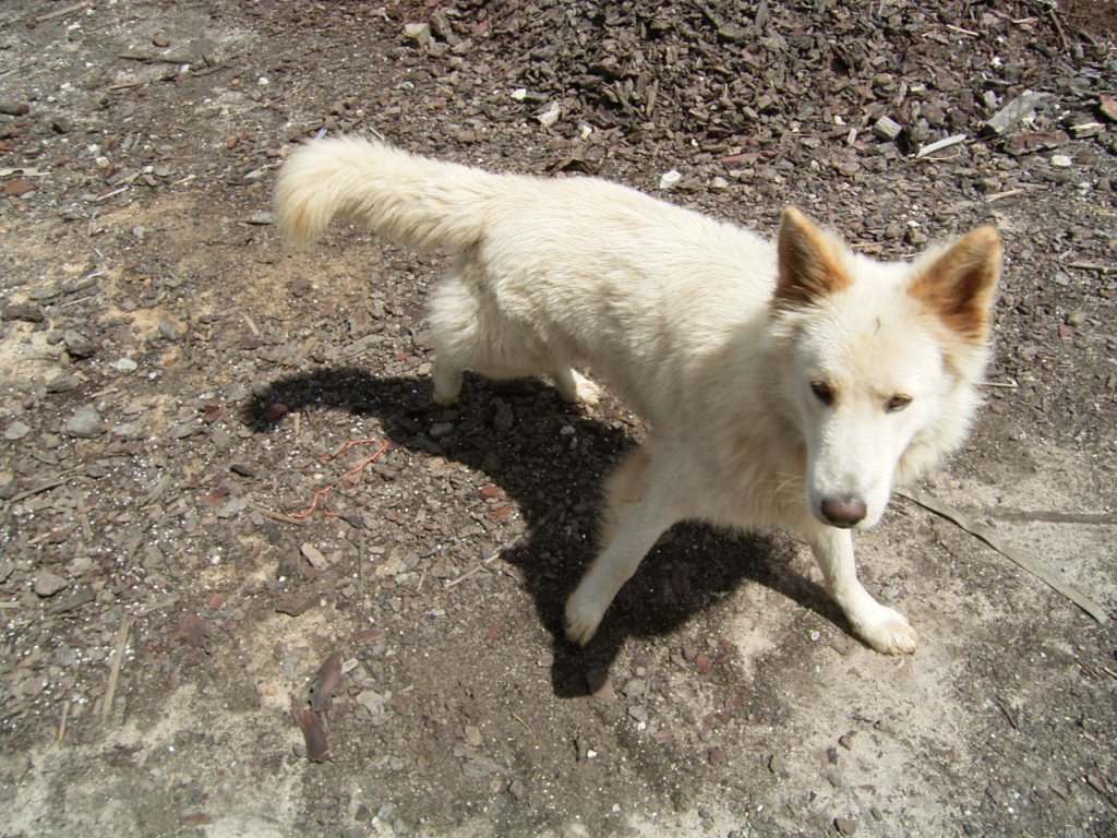 white alsatian dog  photography