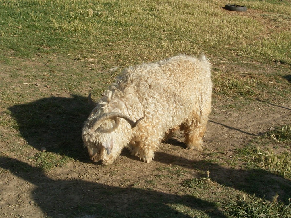 woolly sheep  photography