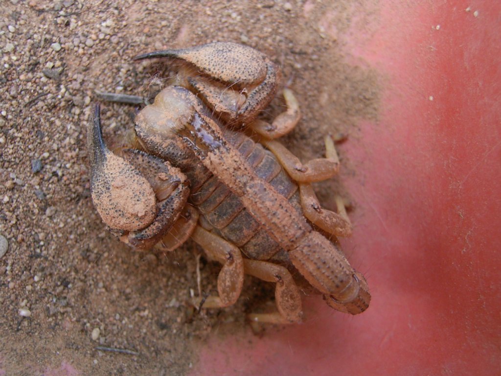 yellow scorpion 1  photography