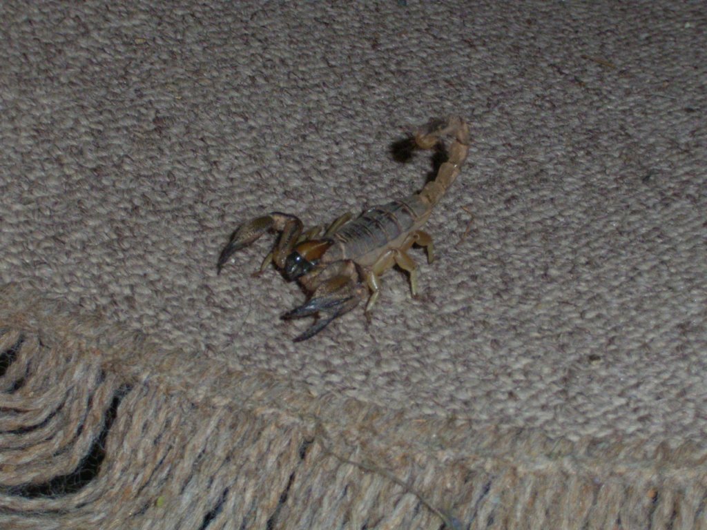 yellow scorpion  photography