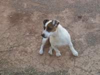 cute jack russel dog photo 1 