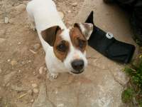 cute jack russel dog photo 10 