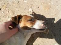 cute jack russel dog photo 3 