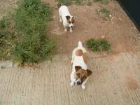 cute jack russel dog photo 4 