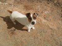 cute jack russel dog photo 5 