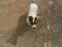 cute jack russel dog photo 6 
