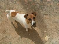 cute jack russel dog photo 7 