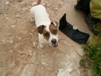 cute jack russel dog photo 9 