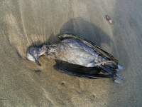 dead bird on beach 1 
