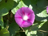 flowers vine fence 060 