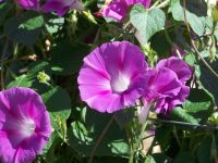 flowers vine fence 062 