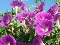 flowers vine fence 063 