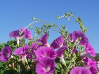 flowers vine fence 064 