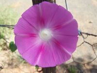 flowers vine fence 068 