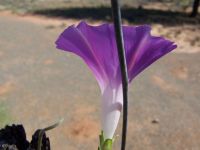 flowers vine fence 069 
