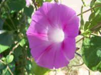 flowers vine fence 071 