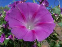flowers vine fence 072 