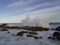 mossel bay point beach south africa 7 purple pink lilac orchid