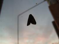 moth on window 