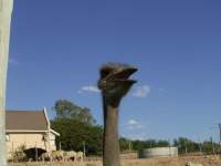 oudtshoorn ostrich 1 