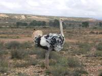 oudtshoorn ostrich 