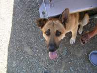 playful cute alsatian dog 1 