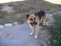 playful cute alsatian dog 2 purple pink lilac orchid