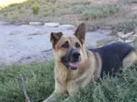 playful cute alsatian dog 3 