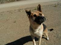 playful cute alsatian dog jumping 1 