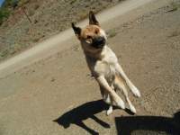 playful cute alsatian dog jumping 2 